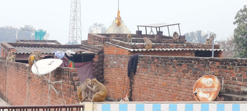Kashi Ki Aawaz | बबुरी कस्बे में बंदरों का तांडव, घरों की किचन से लेकर बाजार तक फैला आतंक, वन विभाग की चुप्पी से उबल रहा जनआक्रोश