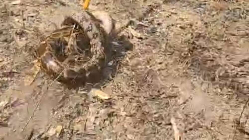 Kashi Ki Aawaz | ग्रामीणों की मदद से वन विभाग ने पकड़ा विशाल अजगर, लापरवाही पर उठे सवाल।